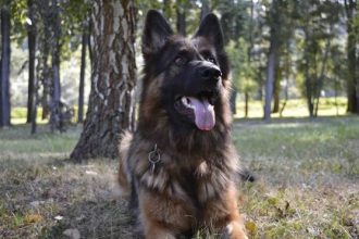 Ο σκύλος… πετάει τη σκούφια του για εκπαίδευση – Εσείς έχετε τον ίδιο ζήλο;