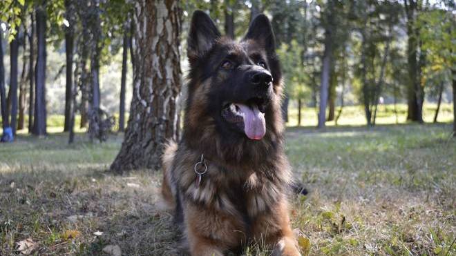 Ο σκύλος… πετάει τη σκούφια του για εκπαίδευση – Εσείς έχετε τον ίδιο ζήλο;