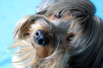 Σκύλος: Η αδιαφορία ως μέθοδος εκπαίδευσης