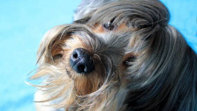 Σκύλος: Η αδιαφορία ως μέθοδος εκπαίδευσης