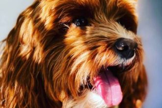 Τα προβλήματα υγείας που κρύβουν οι αρθρώσεις του σκύλου - Οι τρόποι αντιμετώπισής τους