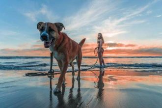 Αρνείται ο σκύλος σας να βάλει τα πατουσάκια του στη θάλασσα; Πώς θα τού αλλάξετε μυαλά