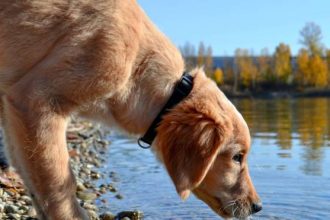 Ο σκύλος πίνει περισσότερο νερό - Πότε πηγαίνουμε στον κτηνίατρο