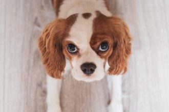 Κιμάς κοτόπουλου με καστανό ρύζι και λαχανικά για τον σκύλο σας