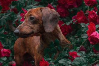 Προστατέψτε τον σκύλο σας από τους ψύλλους και τα τσιμπούρια με φυσικούς τρόπους