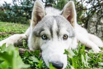 Σκύλος: Μπορεί μία ενοχλητική συμπεριφορά να αλλάξει «στο άψε – σβήσε»;