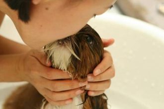 Μήπως ήρθε η ώρα να πάψετε να συμπεριφέρεστε στον σκύλο σας σαν να είναι παιδί σας; Μάθετε τους λόγους