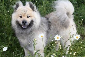 Πόσο σημαντική είναι η αποπαρασίτωση για την υγεία του σκύλου