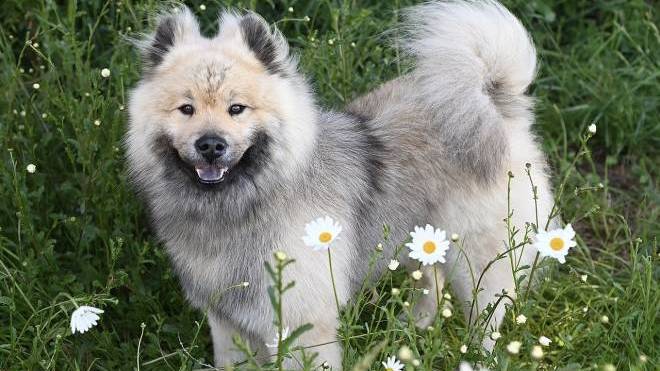 Πόσο σημαντική είναι η αποπαρασίτωση για την υγεία του σκύλου
