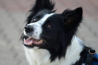 Σκύλος: Τα φρούτα που τον δροσίζουν και θωρακίζουν την υγεία του