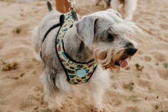 Κολύμπι εσείς, κάτω από την ομπρέλα ο σκύλος σας - Άραγε, πώς νιώθει εκείνος;