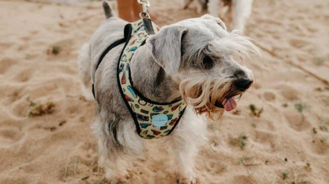 Κολύμπι εσείς, κάτω από την ομπρέλα ο σκύλος σας - Άραγε, πώς νιώθει εκείνος;