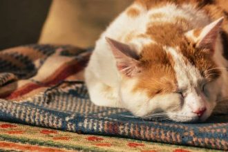 Γάτα: «Θωρακίστε» την καρδιά της και μειώστε τον κίνδυνο καρδιακών παθήσεων