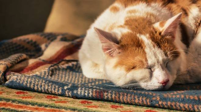 Γάτα: «Θωρακίστε» την καρδιά της και μειώστε τον κίνδυνο καρδιακών παθήσεων