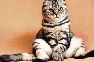 Τι δεν αρέσει -και τι δεν κάνουμε- στη γάτα