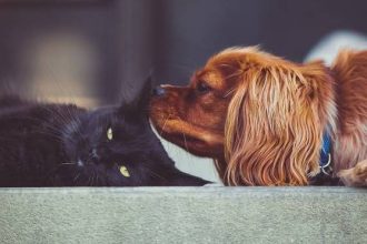 Σκύλος και γάτα: Τι πρέπει να γνωρίζετε για τη χορτοφαγία