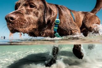 Στην παραλία παρέα με τον σκύλο σας - Τι πρέπει να προσέξετε για να περάσετε όμορφα