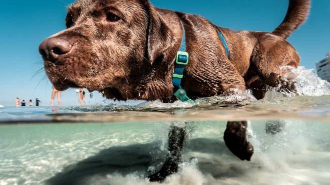 Στην παραλία παρέα με τον σκύλο σας - Τι πρέπει να προσέξετε για να περάσετε όμορφα