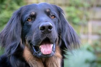 Ο σκύλος τρώει τα περιττώματά του – Και τώρα τι κάνουμε;