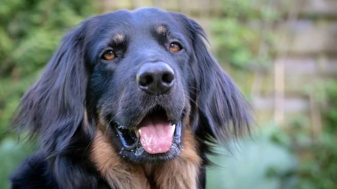 Ο σκύλος τρώει τα περιττώματά του – Και τώρα τι κάνουμε;