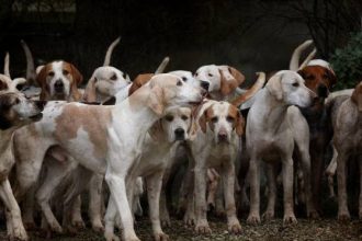 Τι πρέπει να κάνουμε όταν συναντήσουμε αγέλη σκύλων