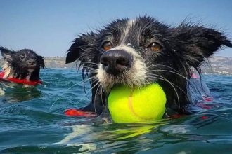 Οι διακοπές μάς φέρνουν πιο κοντά με τον σκύλο μας – Έξυπνες ιδέες για να διασκεδάσουμε μαζί του