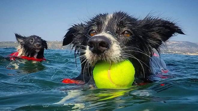 Οι διακοπές μάς φέρνουν πιο κοντά με τον σκύλο μας – Έξυπνες ιδέες για να διασκεδάσουμε μαζί του