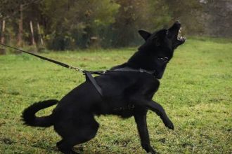 Επίθεση σκύλου στον σκύλο μας - Πώς μπορούμε να την αποτρέψουμε