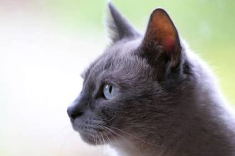 Μήπως η γατούλα σας έχει ευαίσθητο πεπτικό, δυσανεξία, ή παρουσιάζει αλλεργίες;