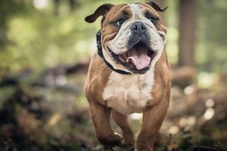 Ο σκύλος γελάει και γαργαλιέται – Συμφωνείτε;