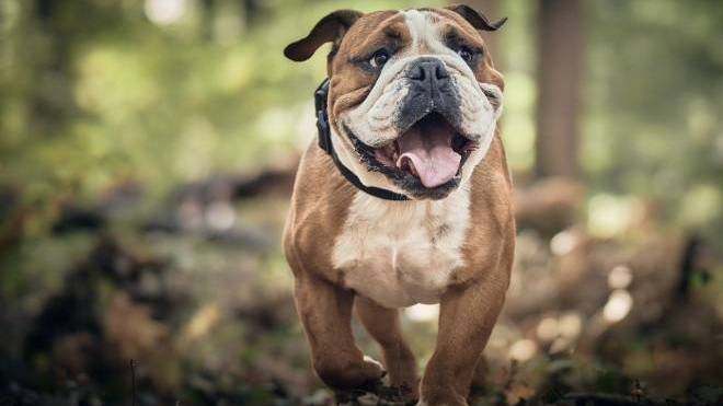 Ο σκύλος γελάει και γαργαλιέται – Συμφωνείτε;