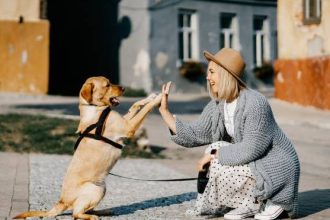 Σκύλος: Άριστος «μαθητής» στο σπίτι, κάκιστος στη βόλτα του - Πώς θα κερδίσετε την προσοχή του