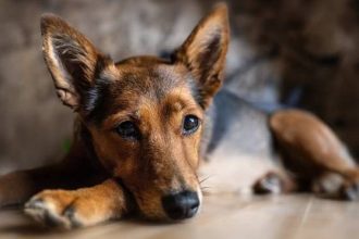 Τα σημάδια που μαρτυρούν ότι ο σκύλος έχει κατάθλιψη