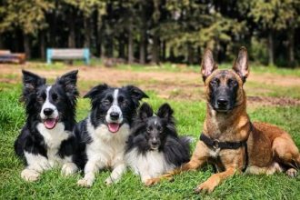 Εκπαίδευση: Έξι «χρυσοί» κανόνες για μία αρμονική σχέση με τον σκύλο μας