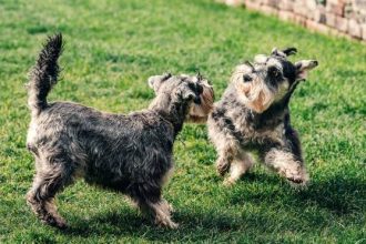 Γίνεται η λιχουδιά να γίνει «τιμωρία» για τον σκύλο;