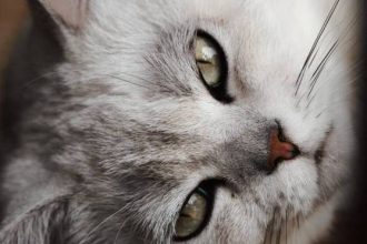 Έξυπνες ιδέες για να δροσίζετε τη γάτα σας στη ζέστη – Δύο δροσιστικές συνταγές