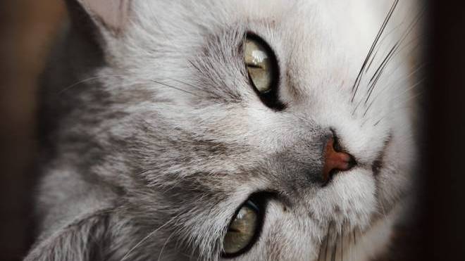 Έξυπνες ιδέες για να δροσίζετε τη γάτα σας στη ζέστη – Δύο δροσιστικές συνταγές