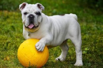 Σχεδιάζετε να κάνετε διακοπές χωρίς τον σκύλο σας; – Όλα όσα πρέπει να γνωρίζετε