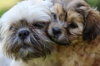 Κουτάβι: Επιτυχημένες επαφές με τους ομοίους του για να μεγαλώσει με αυτοπεποίθηση