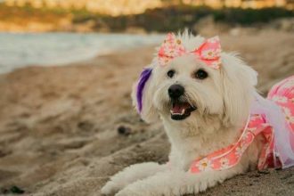 Καλοκαιρινές διακοπές: Ετοιμάζετε βαλίτσα και για τον σκύλο σας; Τι πρέπει να γνωρίζετε