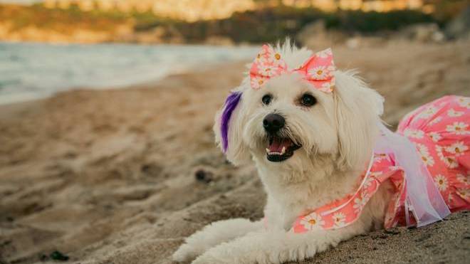 Καλοκαιρινές διακοπές: Ετοιμάζετε βαλίτσα και για τον σκύλο σας; Τι πρέπει να γνωρίζετε