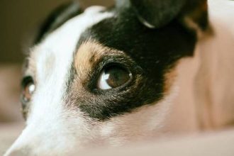 Σκύλος: Η οικιακή συσκευή που μπορεί να επηρεάσει την υγεία του