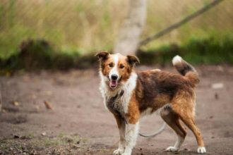 Οδηγός για την καταγγελία κακοποίησης ζώων