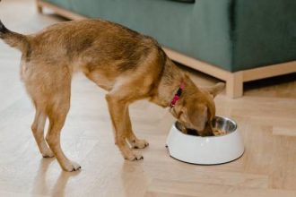 Ο σκύλος σας καταβροχθίζει το φαγητό του; Τι μπορεί να «κρύβεται» πίσω από αυτή τη συμπεριφορά;
