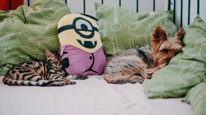 Ο σκύλος και η γάτα μπορούν να νιώσουν πονοκέφαλο