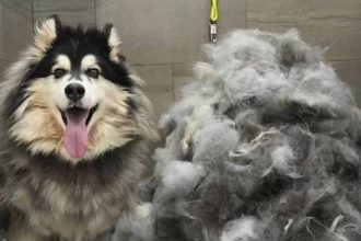 Καλλωπισμός σκύλου: Δεν γίνεται μόνο για να έχει ωραία εμφάνιση, αλλά και καλή υγεία