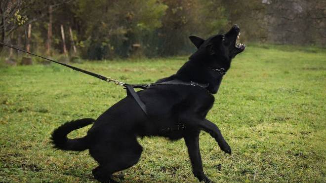 Επίθεση σκύλου στον σκύλο μας - Πώς μπορούμε να την αποτρέψουμε