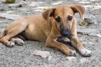 Αν ταΐζετε αδεσποτάκια μην τους δίνετε το μαγειρευτό σας φαγητό - Γνωρίζετε γιατί;