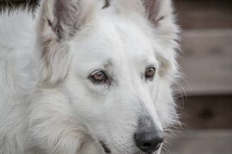 Είναι μάταιη η εκπαίδευση όταν ο σκύλος έχει μεγαλώσει – Είναι αλήθεια;