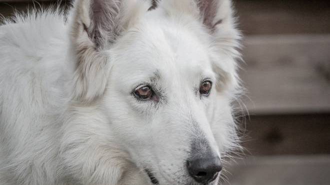 Είναι μάταιη η εκπαίδευση όταν ο σκύλος έχει μεγαλώσει – Είναι αλήθεια;